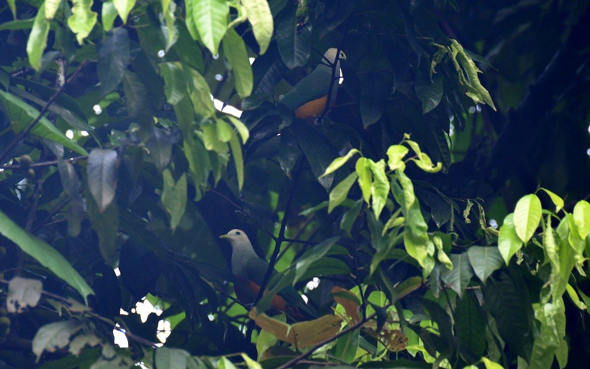 Scarlet-breasted Fruit-Dove - ML640457016