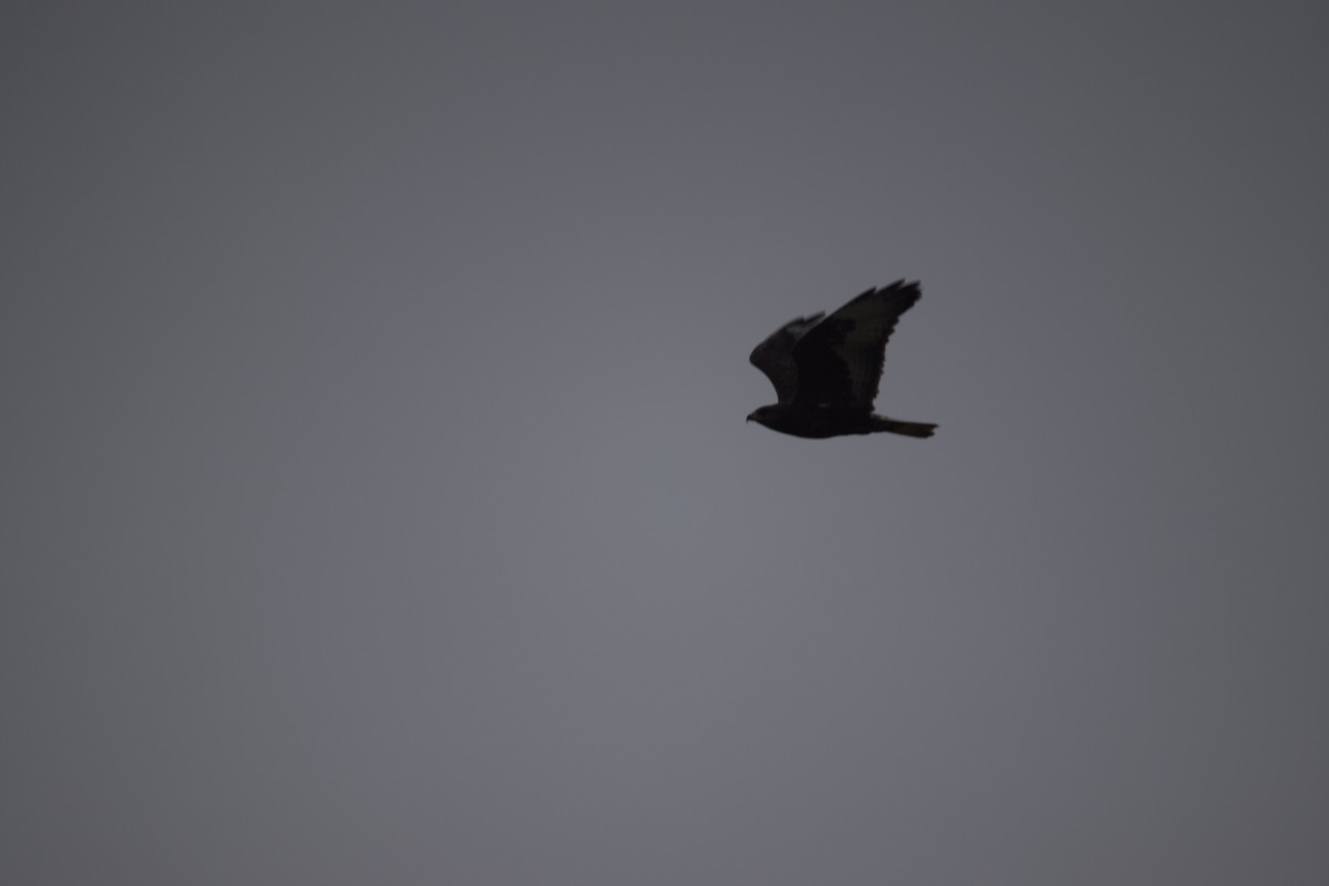 Rough-legged Hawk - ML640457021