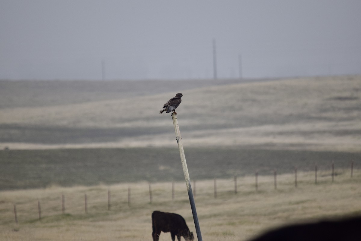 Rough-legged Hawk - ML640457022
