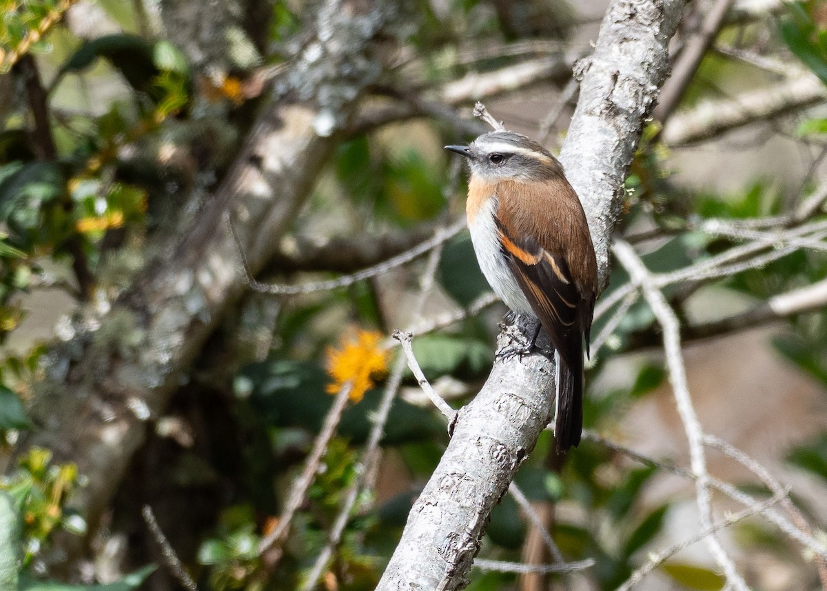Rufous-breasted Chat-Tyrant - ML640457112