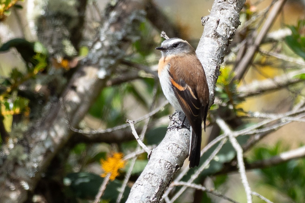 Rufous-breasted Chat-Tyrant - ML640457113