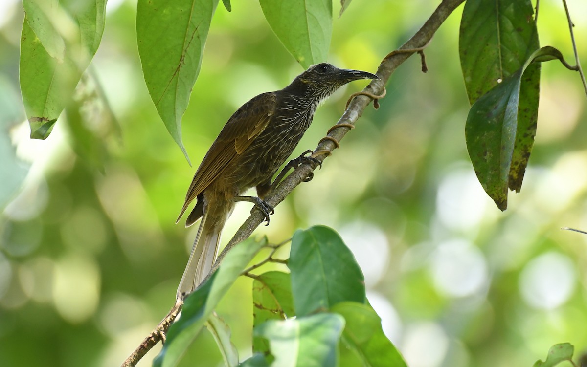 White-streaked Friarbird - ML640457134