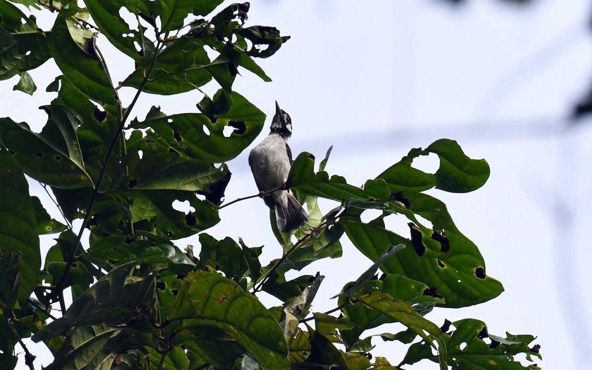 White-naped Monarch - ML640457166