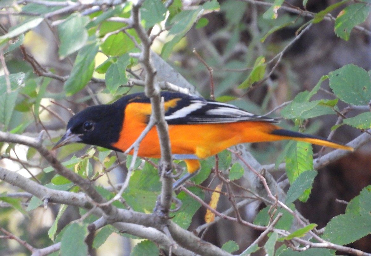 Baltimore Oriole - ML640457208