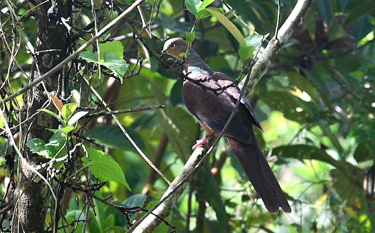 Sultan's Cuckoo-Dove - ML640457247
