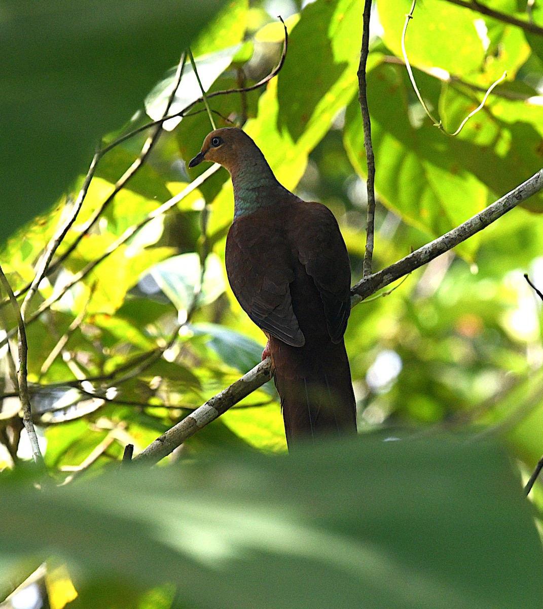 Sultan's Cuckoo-Dove - ML640457249