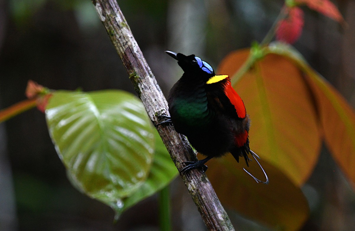 Wilson's Bird-of-Paradise - ML640457262