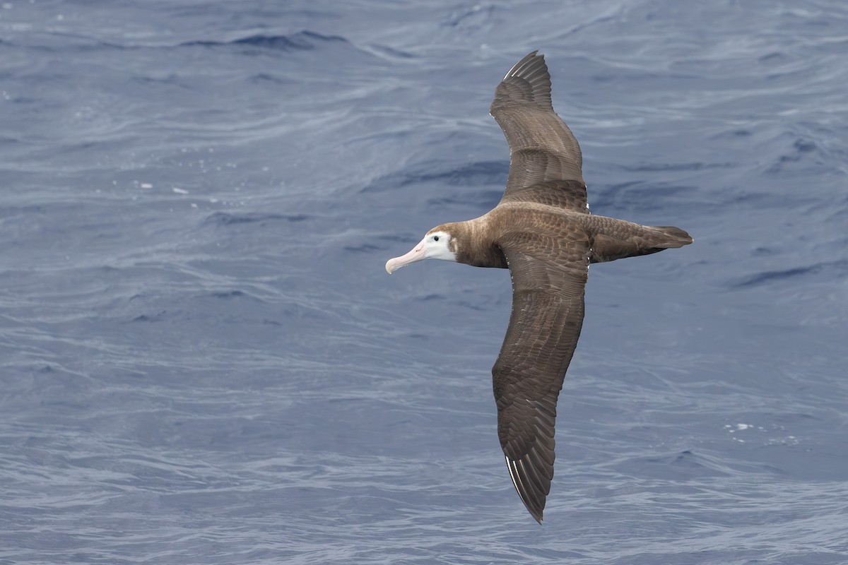 Antipodean Albatross (New Zealand) - ML640457279