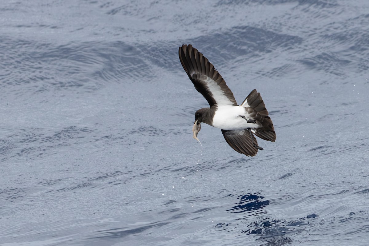 White-bellied Storm-Petrel - ML640457300