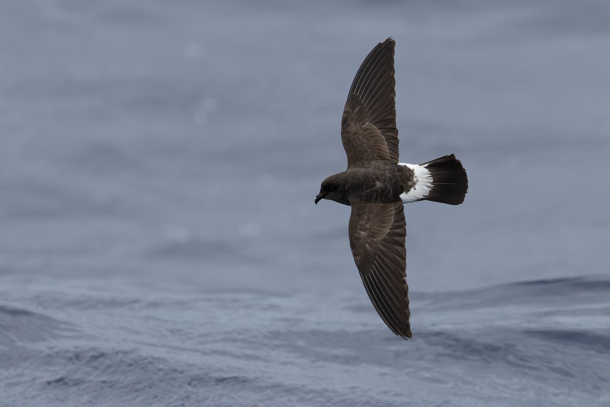 White-bellied Storm-Petrel - ML640457301