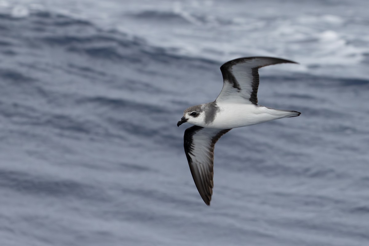 Black-winged Petrel - ML640457309