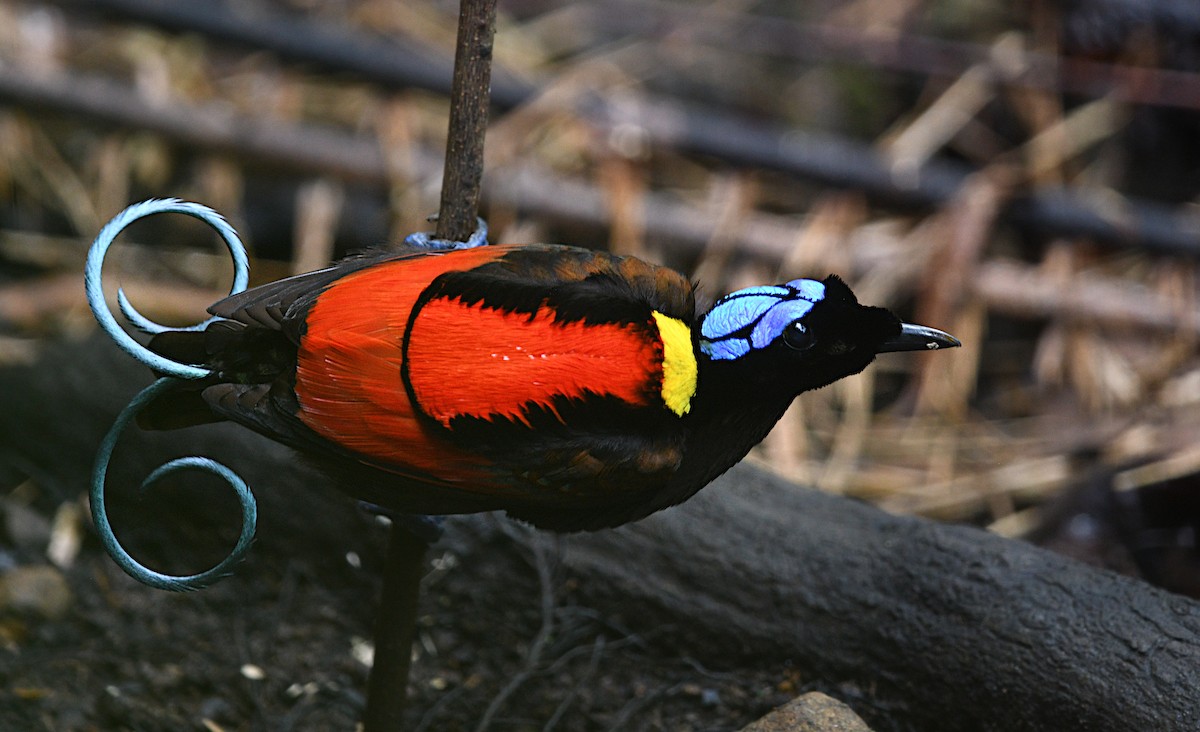 Wilson's Bird-of-Paradise - ML640457329