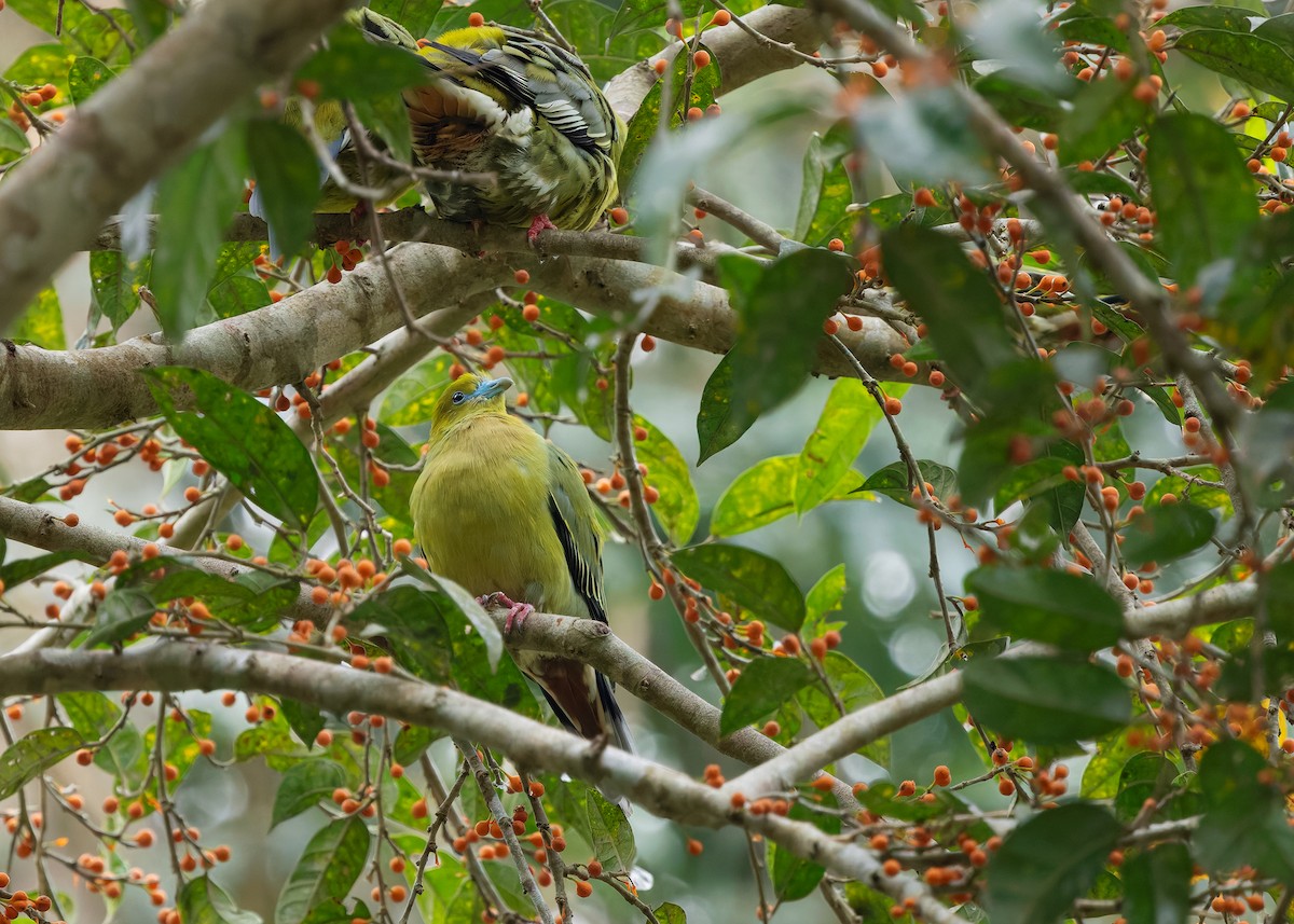 Pin-tailed Green-Pigeon - ML640457335
