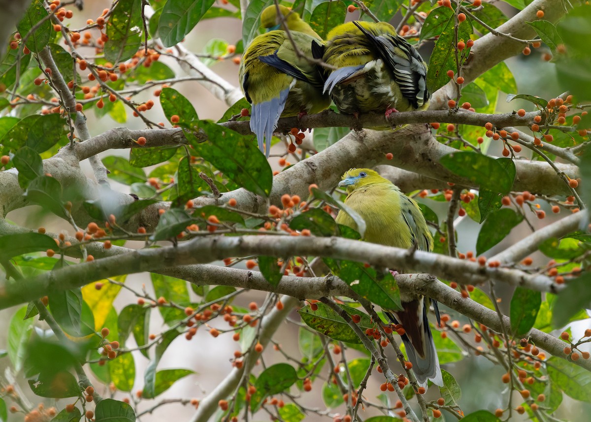 Pin-tailed Green-Pigeon - ML640457336