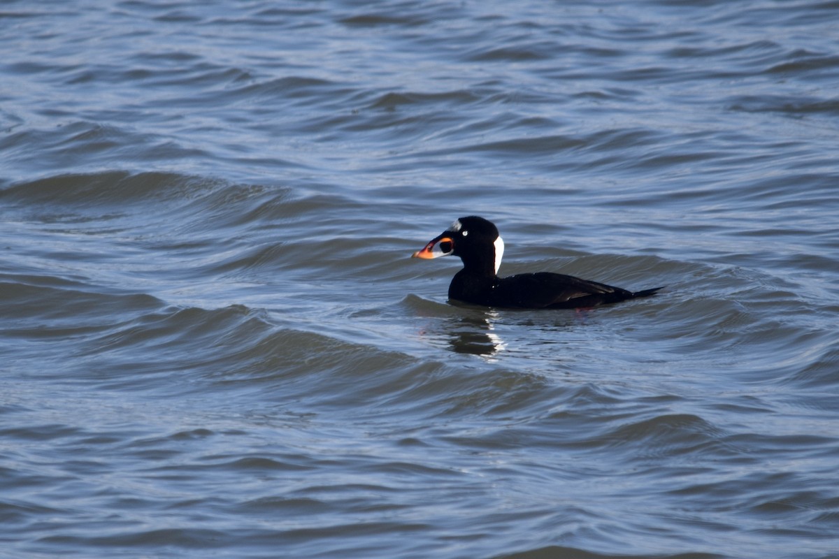 Surf Scoter - ML640457374