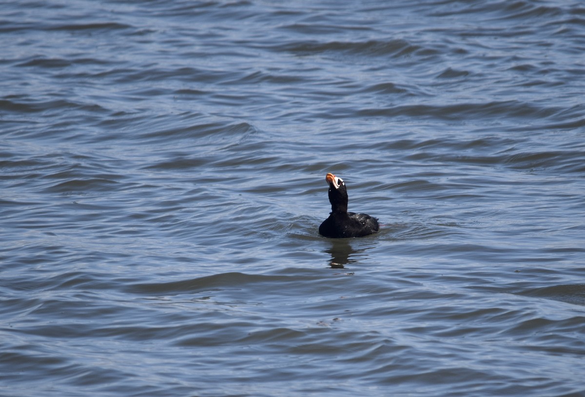 Surf Scoter - ML640457375