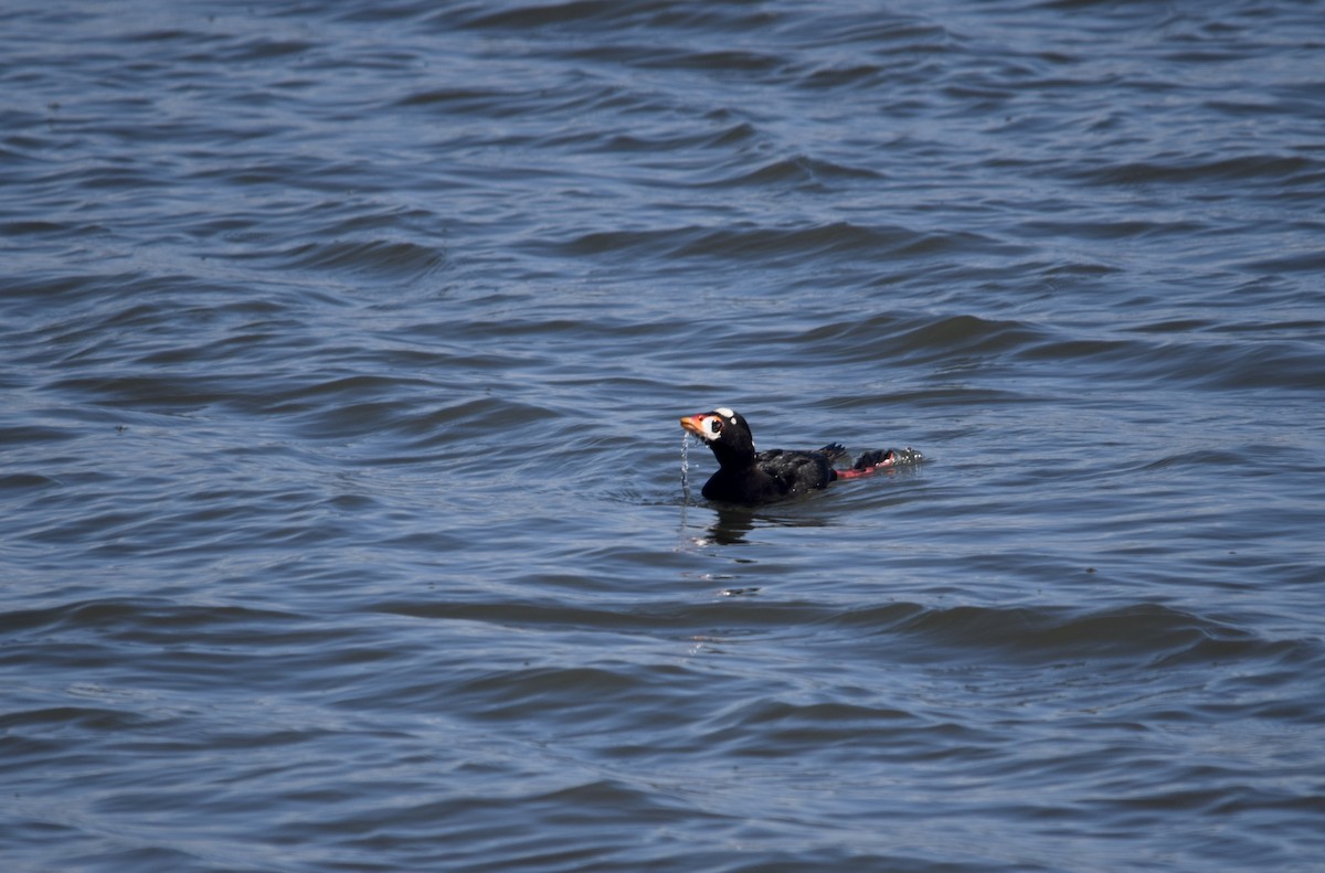 Surf Scoter - ML640457376
