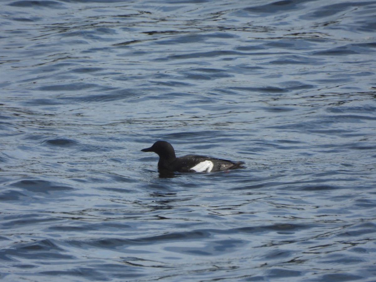 Pigeon Guillemot - ML640457394