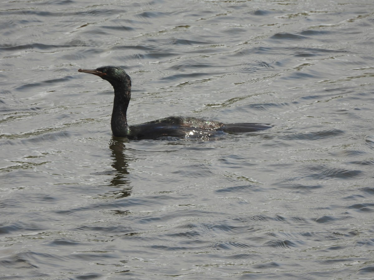 Pelagic Cormorant - ML640457401