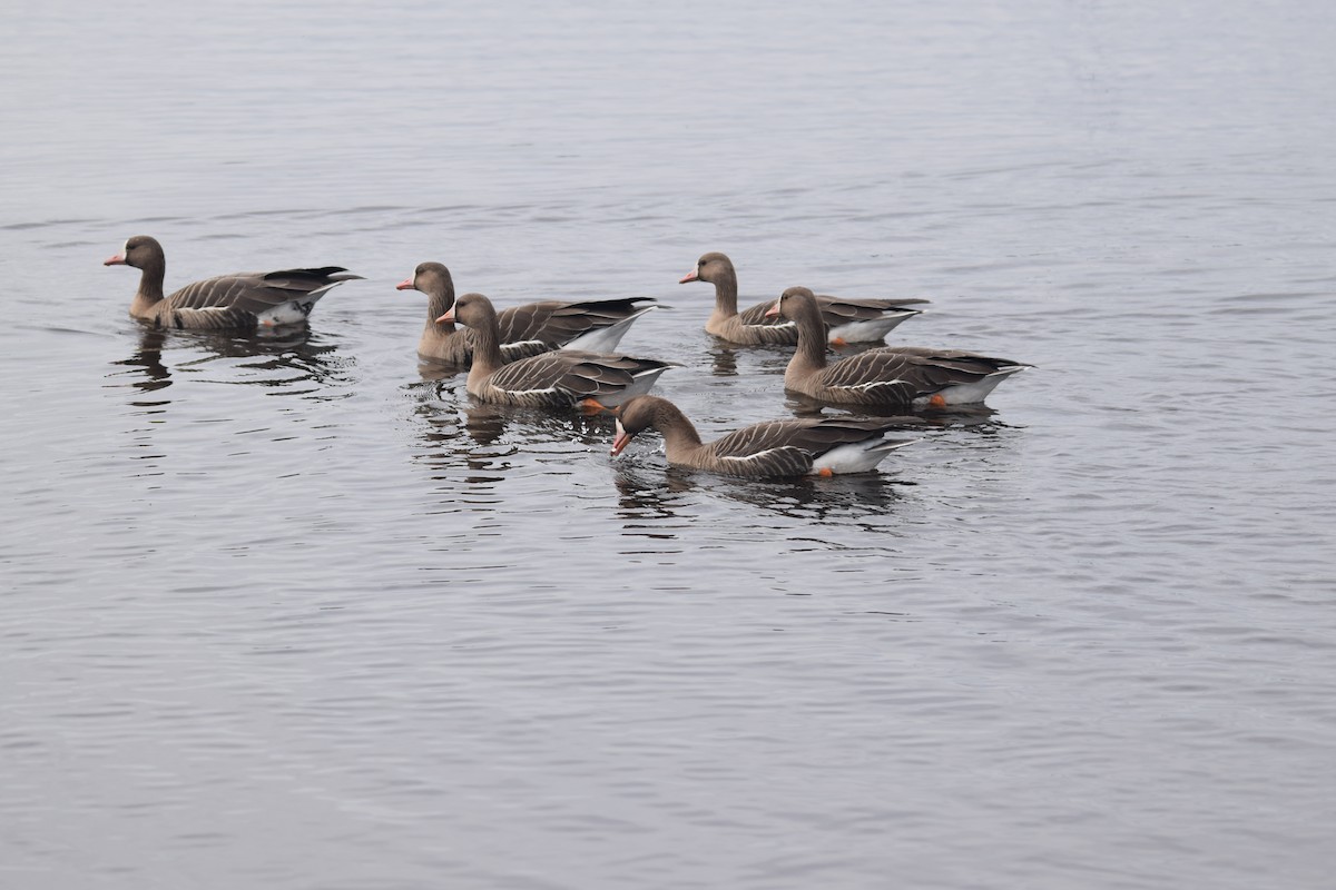 Greater White-fronted Goose - ML640457433