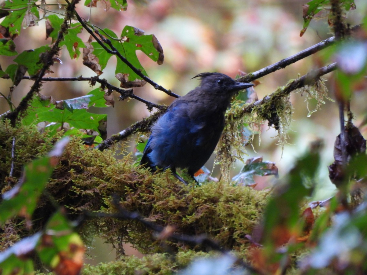 Steller's Jay - ML640457457
