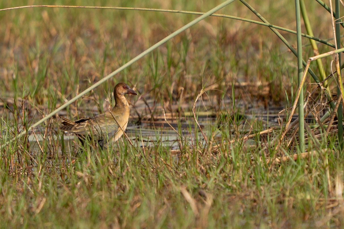Allen's Gallinule - ML640457485