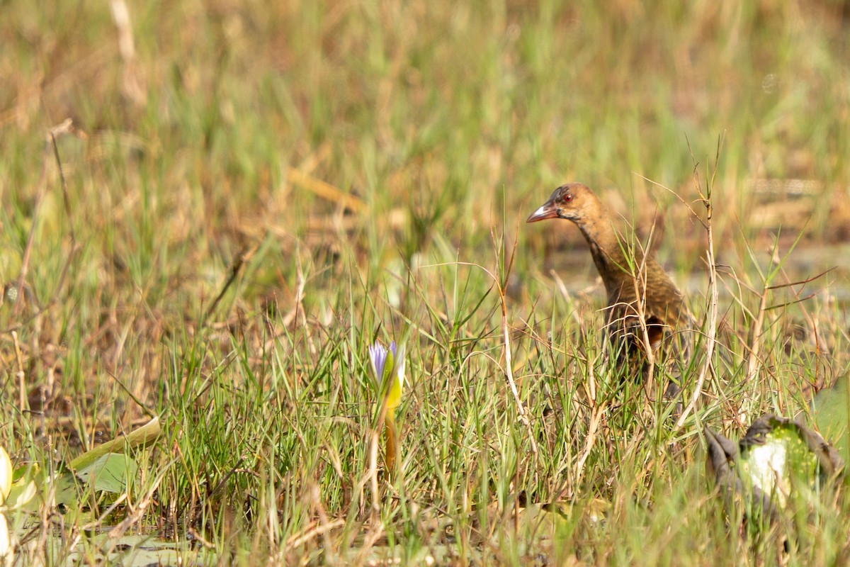 Allen's Gallinule - ML640457486