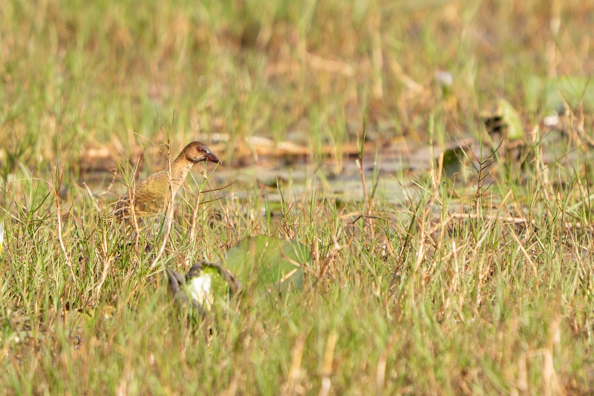 Allen's Gallinule - ML640457487