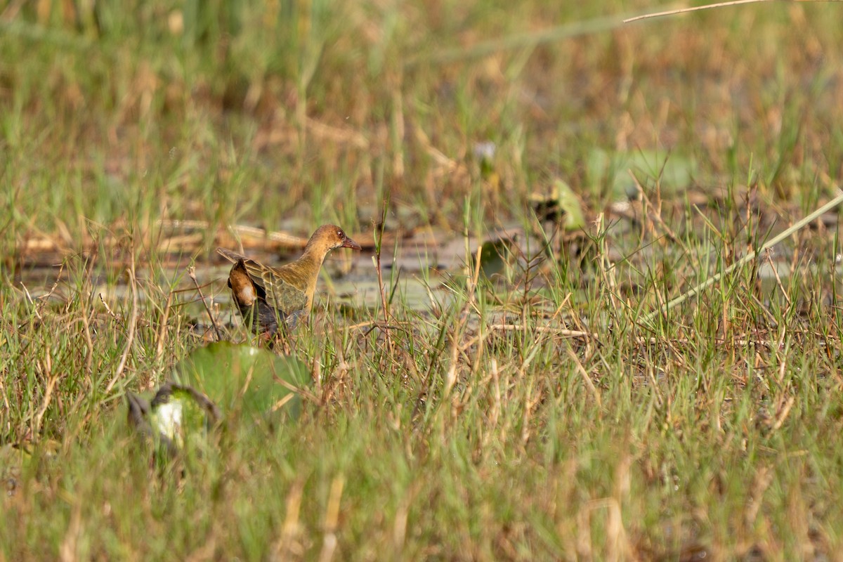 Allen's Gallinule - ML640457488