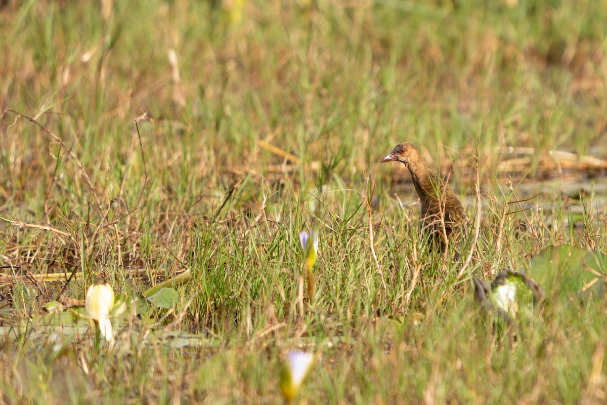 Allen's Gallinule - ML640457489