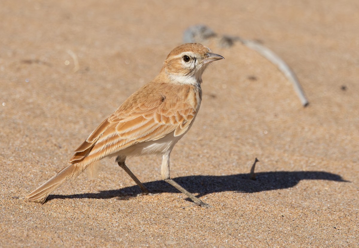Dune Lark - ML640457554