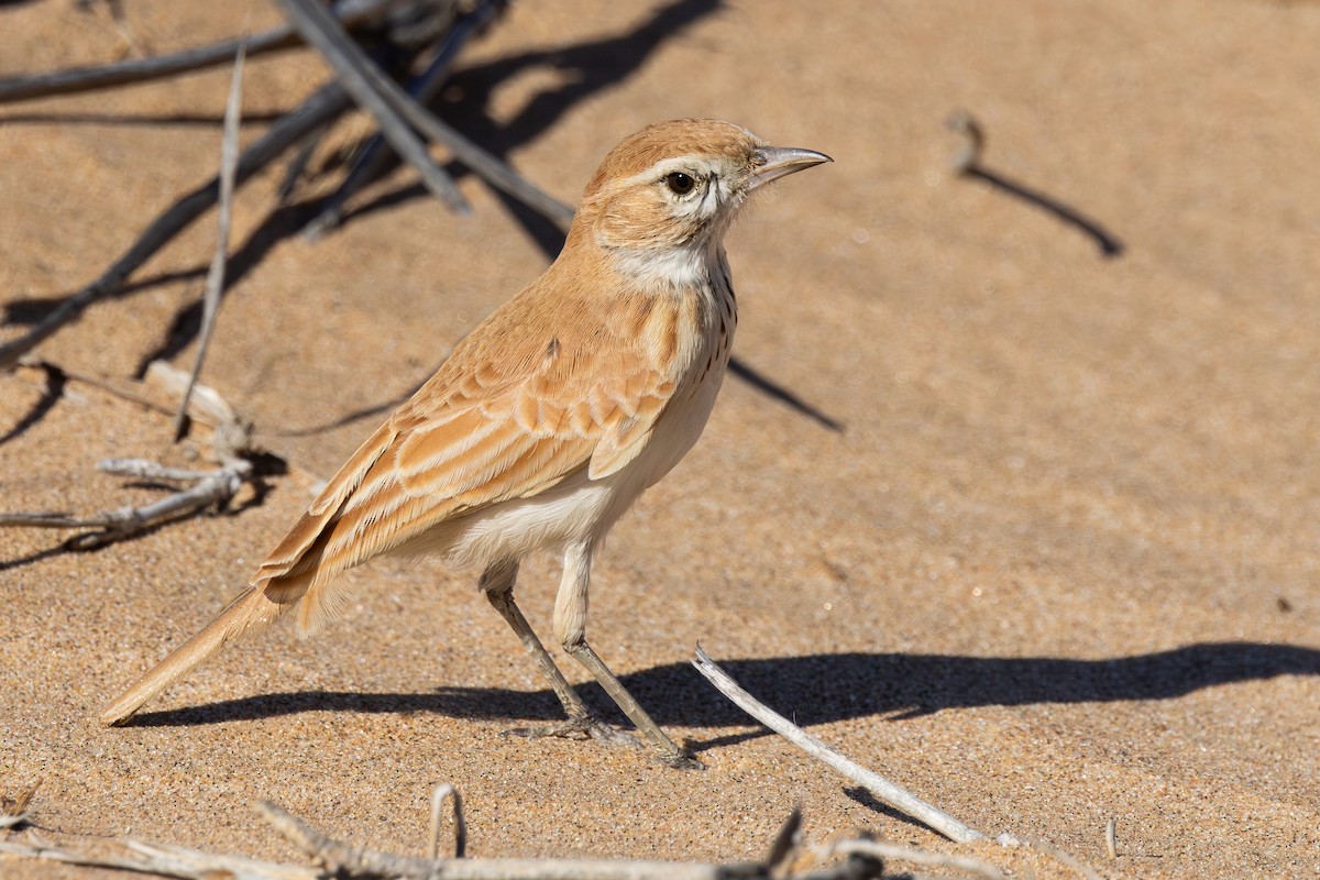 Dune Lark - ML640457555