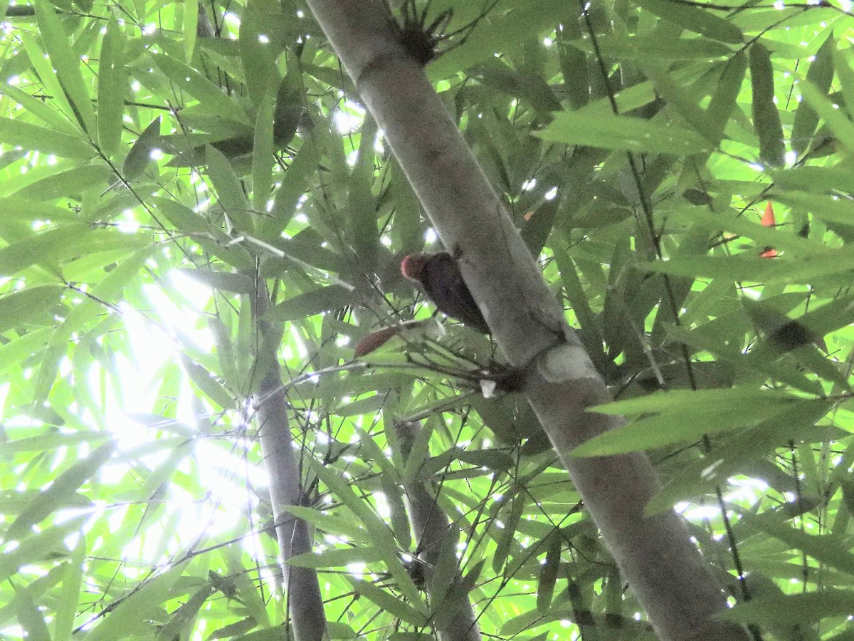 Bamboo Woodpecker - ML640457585