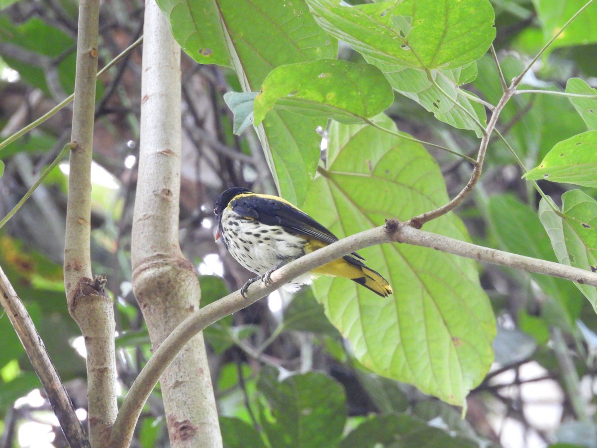 Dark-throated Oriole - ML640457588