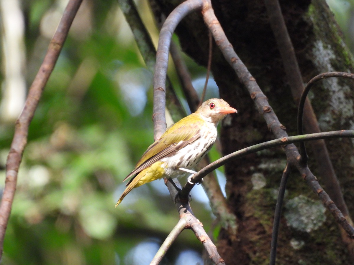 Dark-throated Oriole - ML640457589