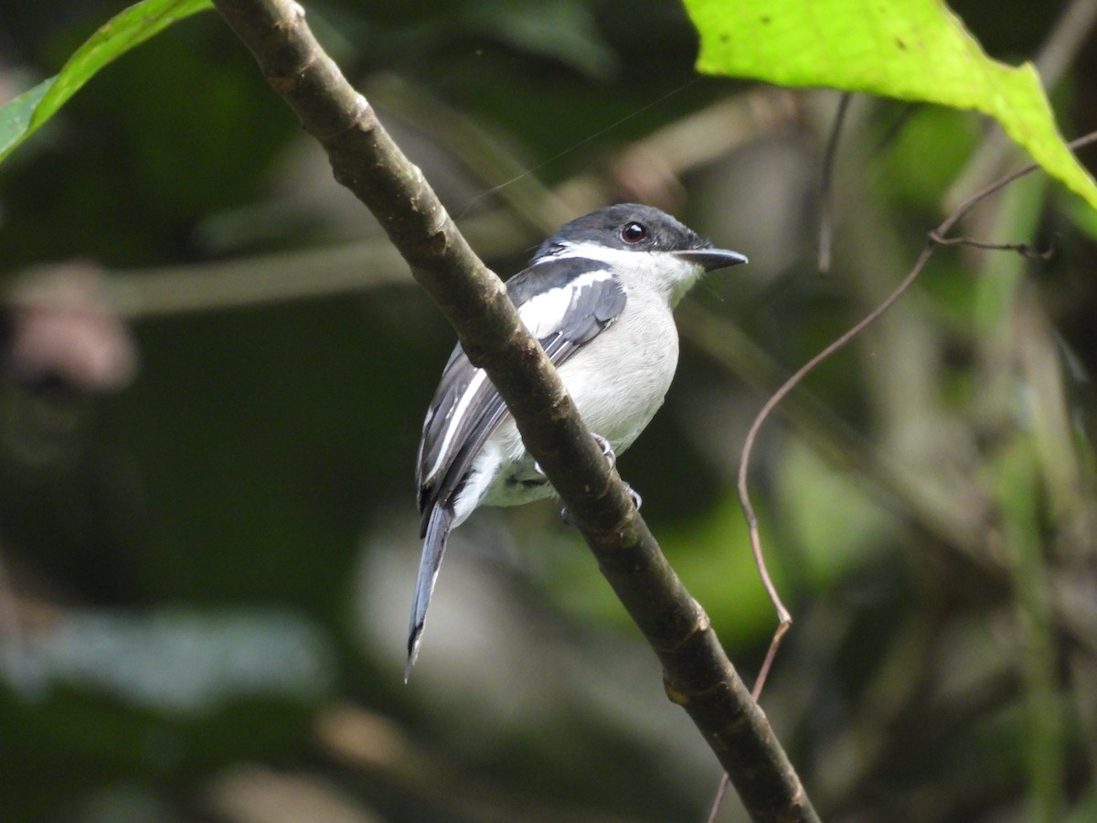Bar-winged Flycatcher-shrike - ML640457590