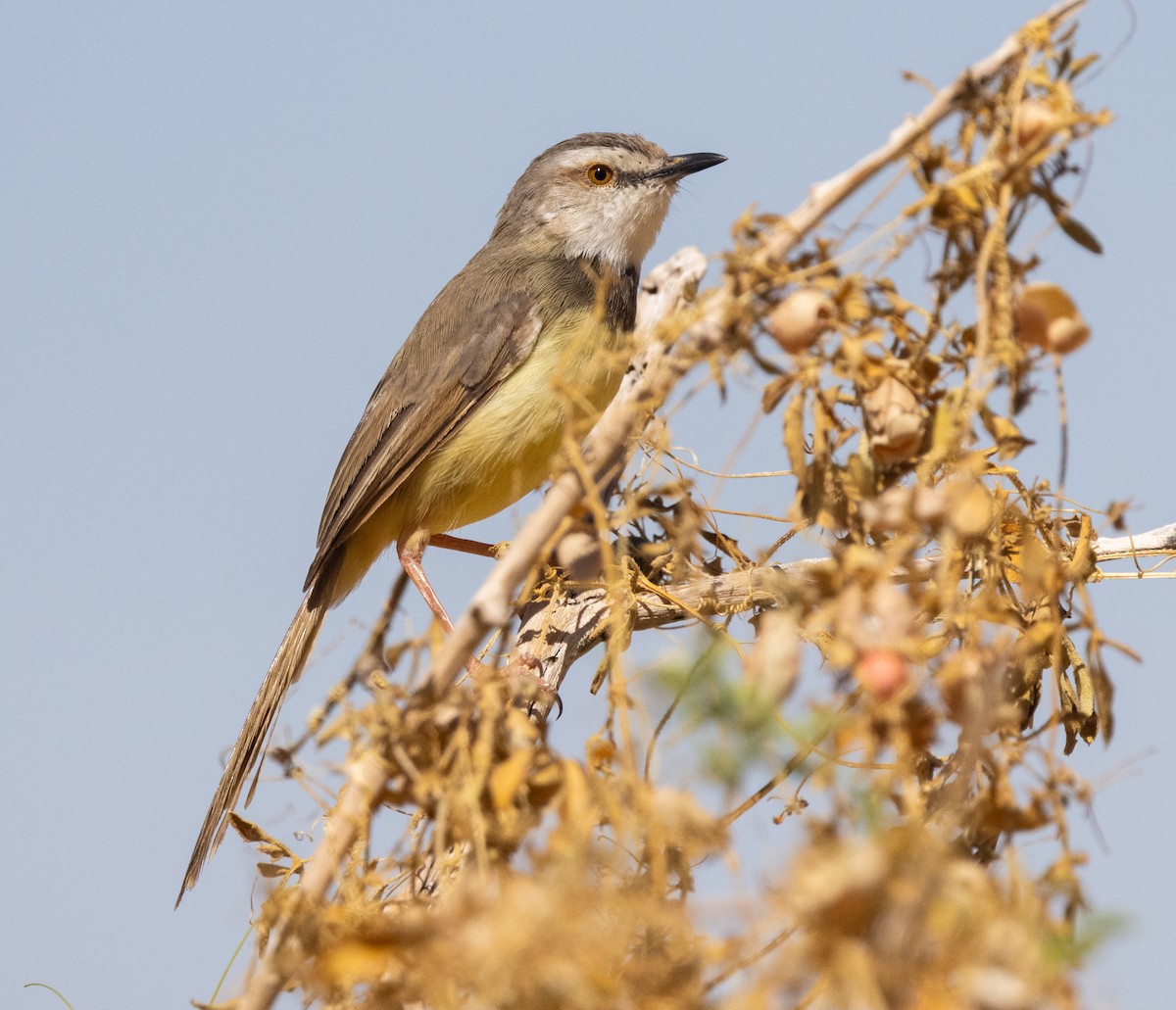 Black-chested Prinia - ML640457594