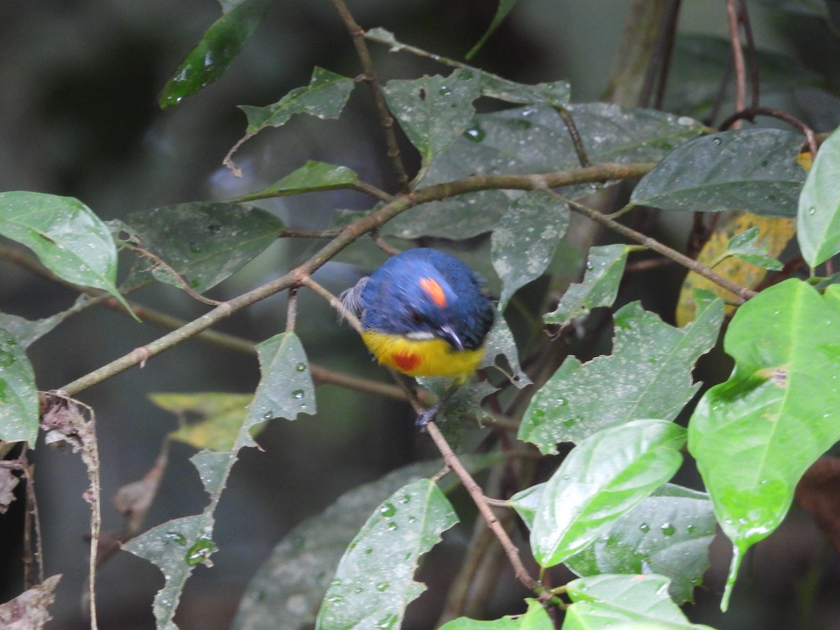 Crimson-breasted Flowerpecker - ML640457603