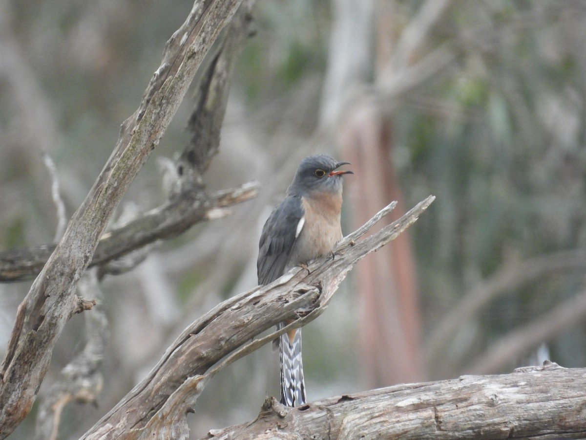 Coucou à éventail - ML640457630