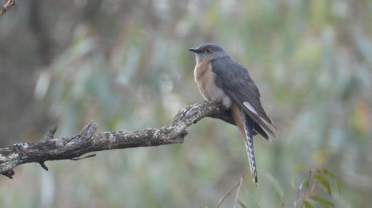 Coucou à éventail - ML640457635