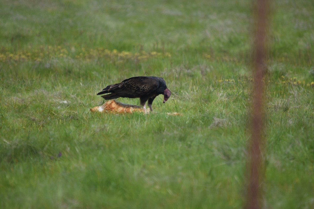 Turkey Vulture - ML640457641