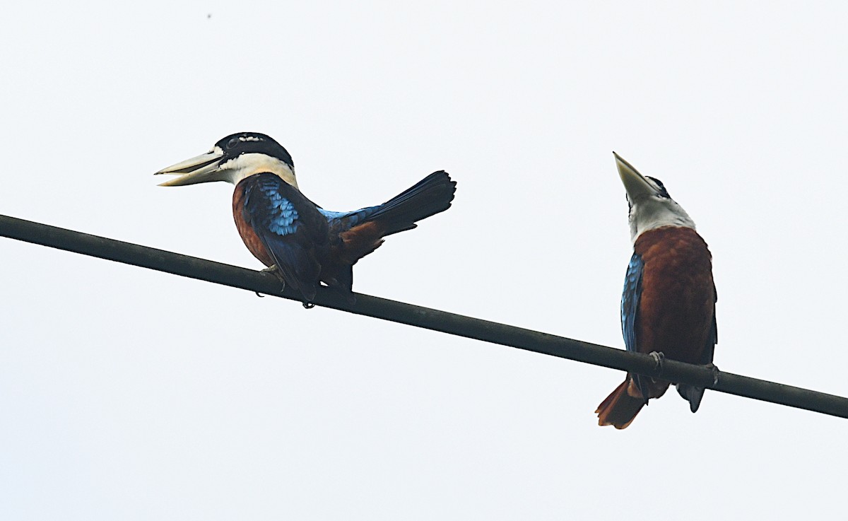 Rufous-bellied Kookaburra - ML640457664