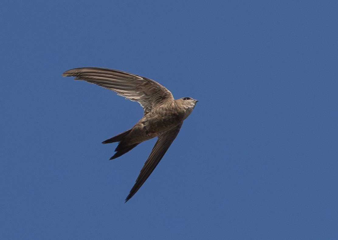 Bradfield's Swift - ML640457717