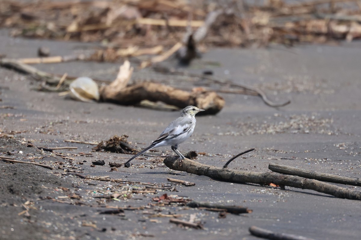 White Wagtail - ML640457754