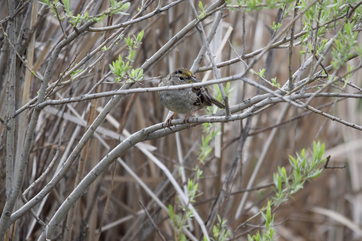 Golden-crowned Sparrow - ML640457784