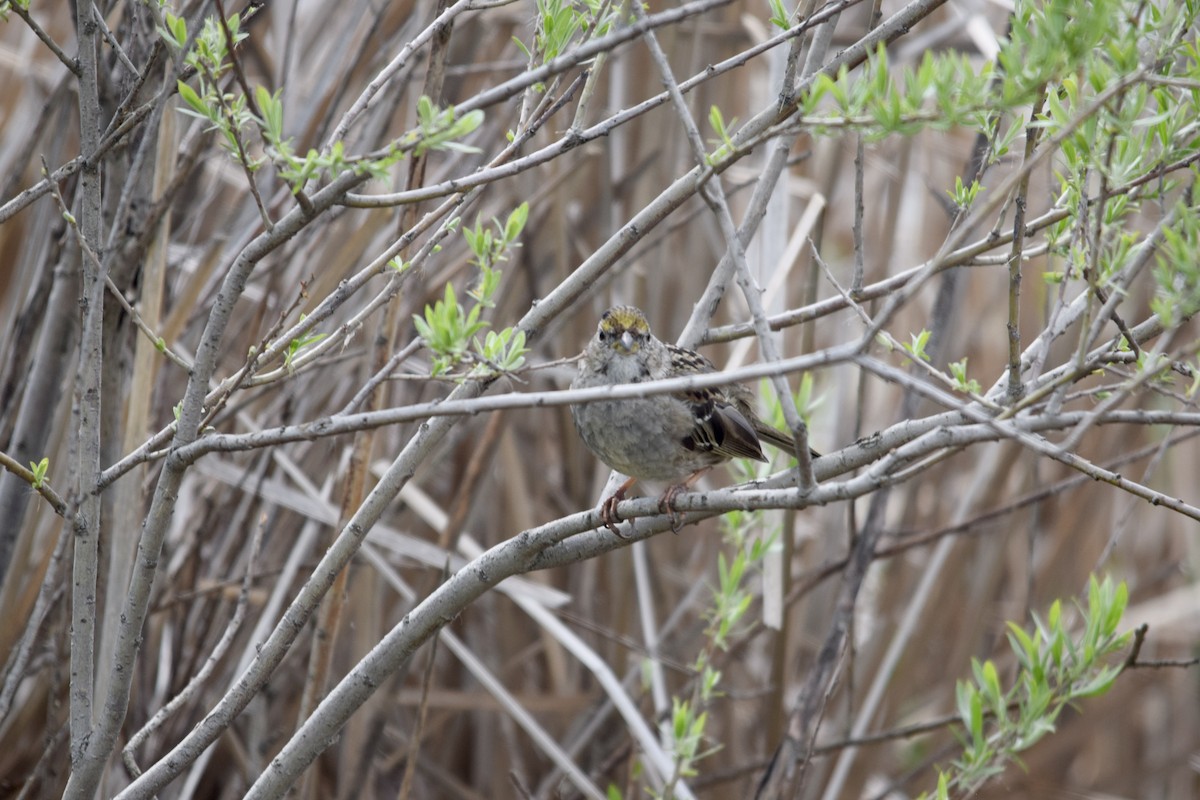 Golden-crowned Sparrow - ML640457785