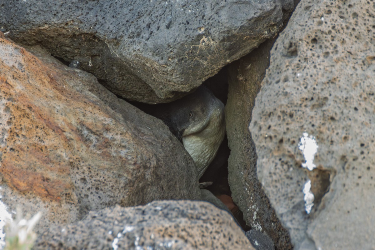 Little Penguin - ML640457830