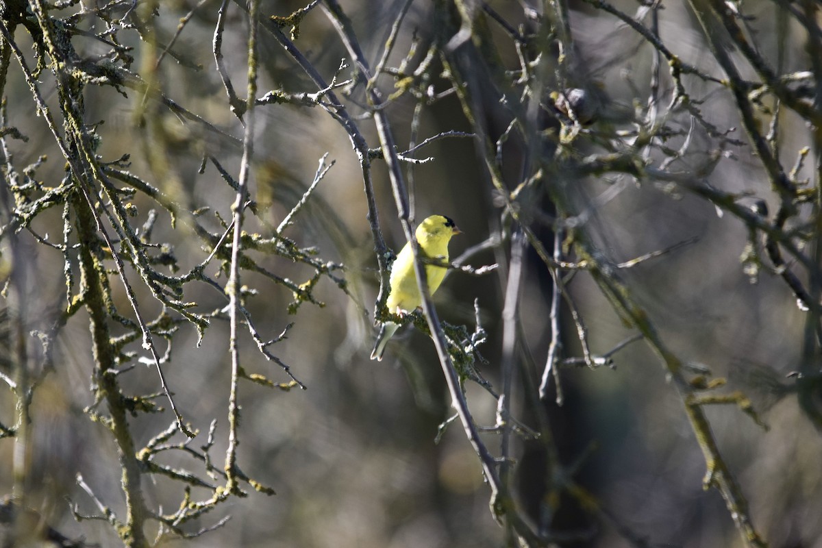 American Goldfinch - ML640457831