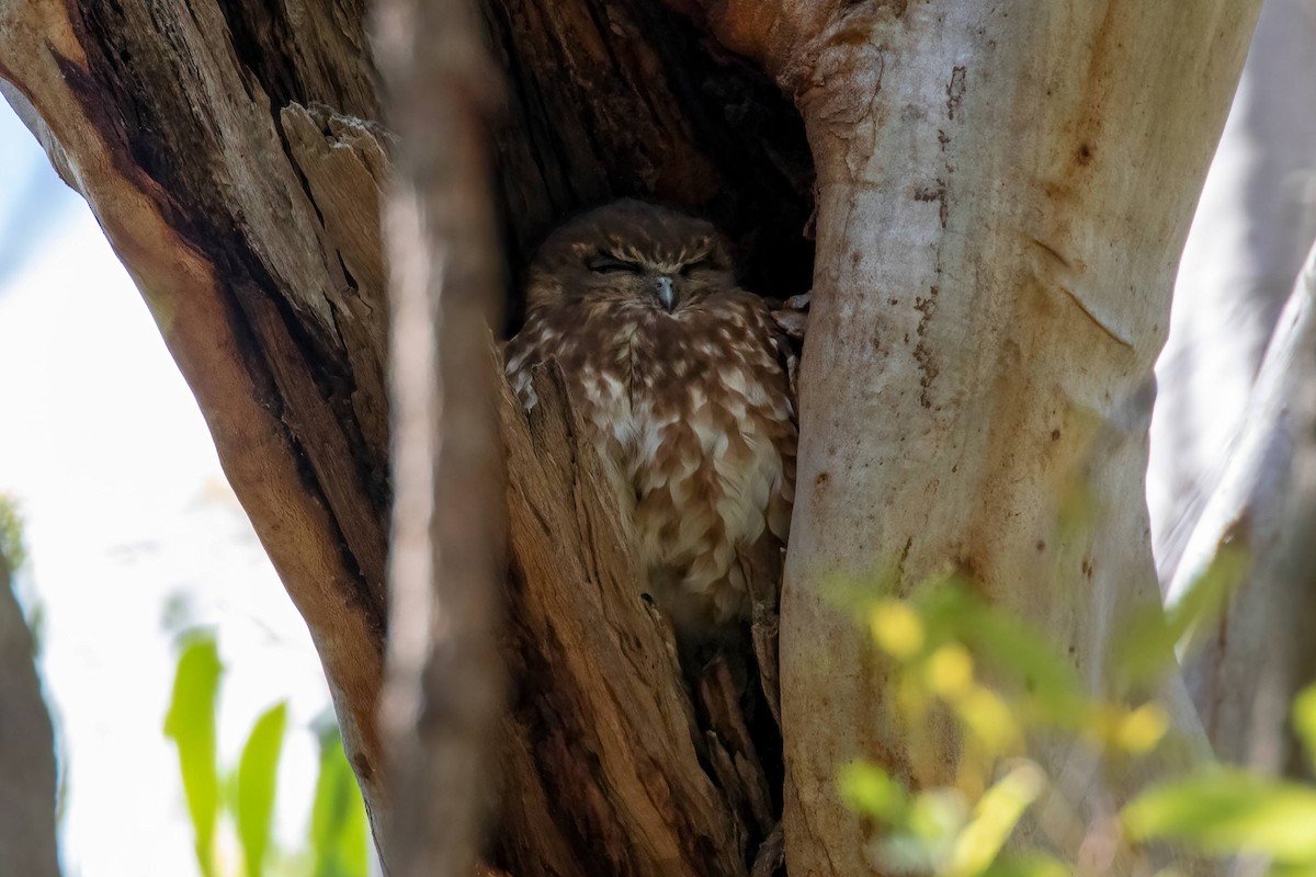 Australian Boobook - ML640457834