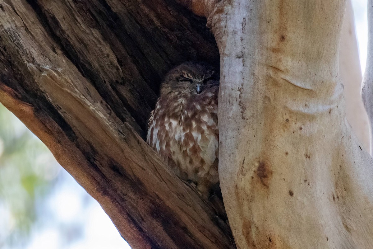 Australian Boobook - ML640457835